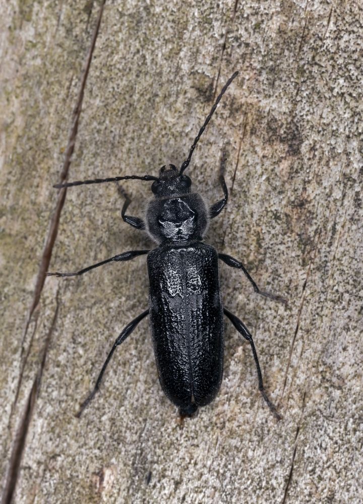 xylophage-capricorne-vers-de-bois-anticimex